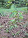 Seedling American Chestnut